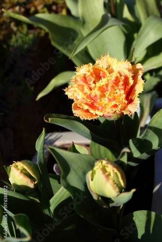Beautiful Tulip 'Brisbane' flower and bud. Golden yellow multi-petaled tulip with frills.