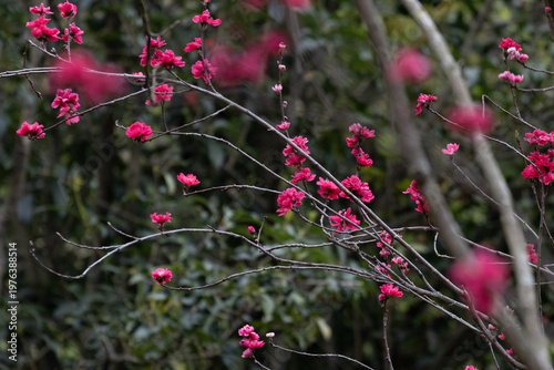 Vibrant Crimson Plum Blossoms in Late Winter, (Prunus mume)