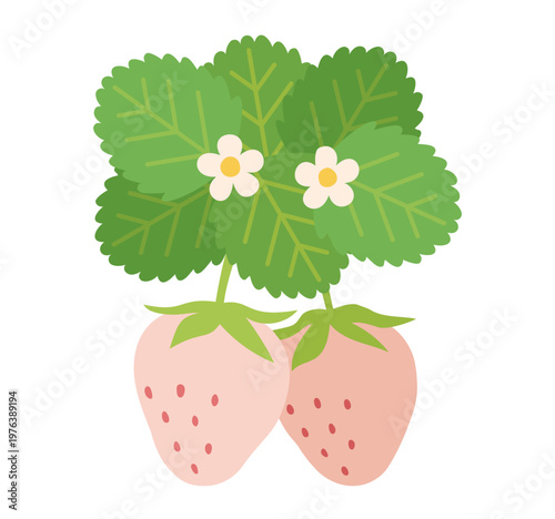 シンプルでかわいい白いイチゴのイラスト　花と葉っぱと白いちご