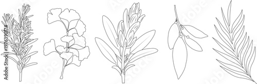 Herbal botanical line art set, minimalist leaves and plants outline illustrations bundle