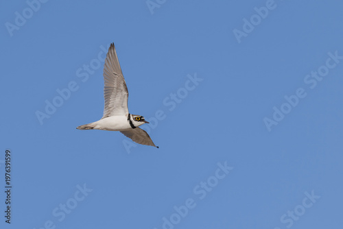 Elegant Little Ringed Plover (Charadrius dubius) in mid-air flight showing wing details