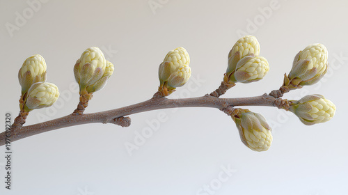 Close-up shows light green flower buds clustered along a brown twig against a plain, light background evoking a sense of sptime and new beginnings.