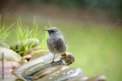 Black redstart - Phoenicurus ochruros, juvenile, standing on the stone of a bird watering hole. Czechia.