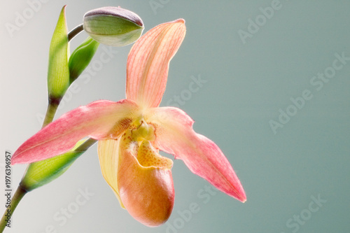 Phragmipedium Orchid Close-up