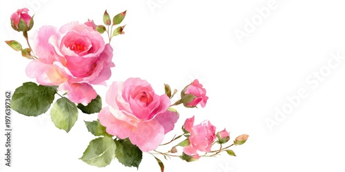 Pink Roses Illustration for Decoration