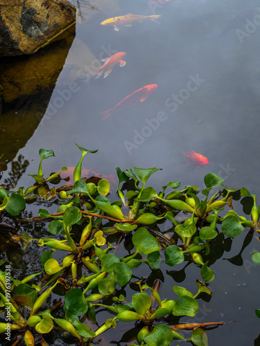 Colorful koi and eichornia carp in a pond, top view