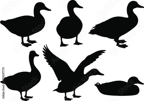 Duck silhouette collection, different poses standing walking flying swimming, waterfowl vector set, black bird shapes isolated on white background