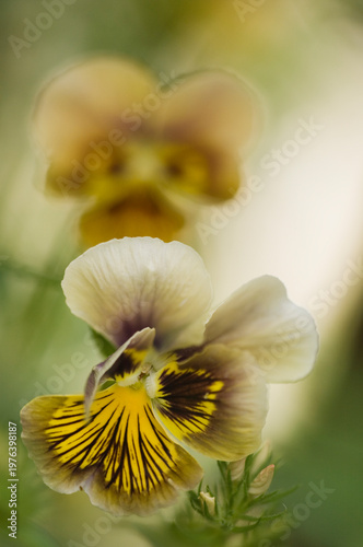 Obraz na płótnie Viola Envy Pansy Flower Close-up