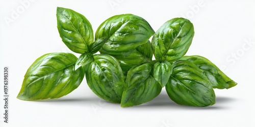 Fresh Basil Leaves