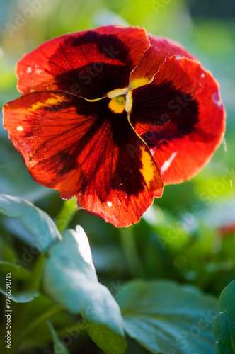 Viola Spring Matrix Red Blotch Pansy Flower Close-up