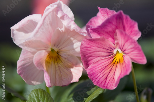 Viola Pansy Moulin Rouge Mix Flowers