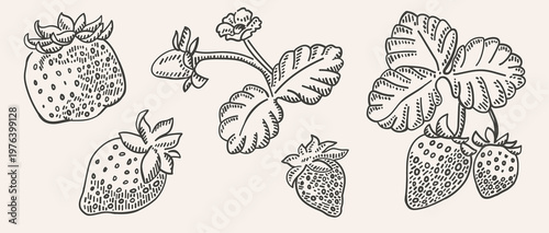 Strawberry plant and berries hand drawn illustration set