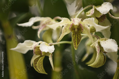 Dendrobium Spider Lily 'H & R' in Bloom