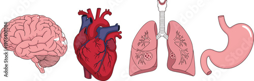 Illustration Set of Human Body Organs Including Brain, Heart, Lungs, and Stomach for Anatomy and Health Education Graphics
