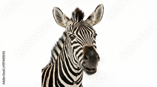 zebra isolated on white