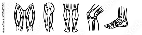 Set of black and white hand-drawn anatomical illustrations of human lower limbs, including thighs, calves, knee joint, and foot structure. Perfect for medical or educational use.