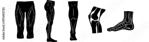 Anatomical illustrations of human legs, knees, and feet in black silhouette style, showing muscles and bone structure on a white background.