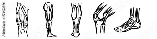Set of minimalist black and white anatomical sketches of the human leg, showing muscles, tendons, and joints of the thigh, calf, knee, and foot in an artistic hand-drawn line art style.