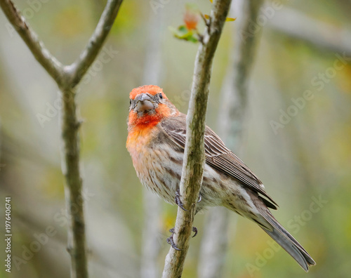 A Close-up Image of a Male House Finch Perched in a Crepe Myrtle Tree