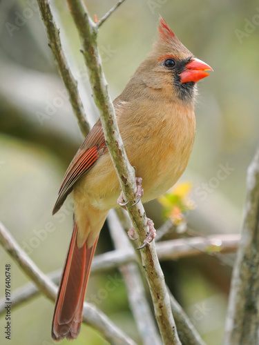 A Close-up Image of a Female Cardinal Perched in a Tree