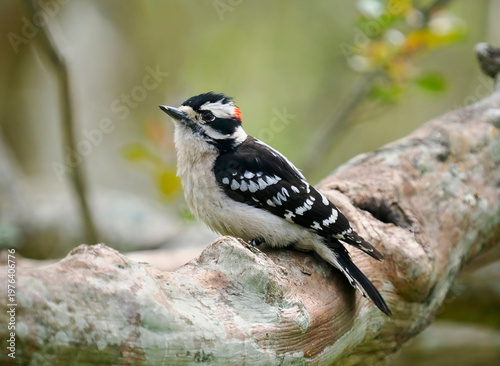 A Close-up Image of a Male Downy Woodpecker Sitting on the Limb of A Crepe Myrtle