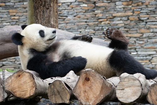Funny Pose of a happy Panda