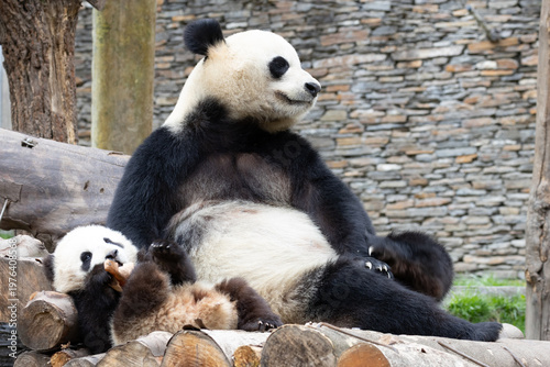 Funny Pose of a happy Panda