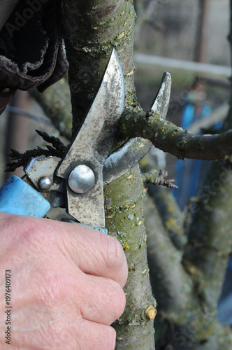 Pruning fruit trees with pruning shears in the spring garden.