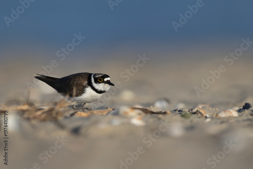 Little Ringed Plover (Charadrius dubius) crouched on the sand, wild bird in natural habitat