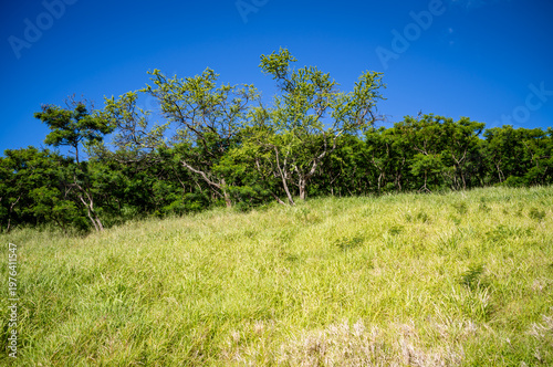 Fotografija Green and Yellow Trees and Bushes on a Grassy Hillside .