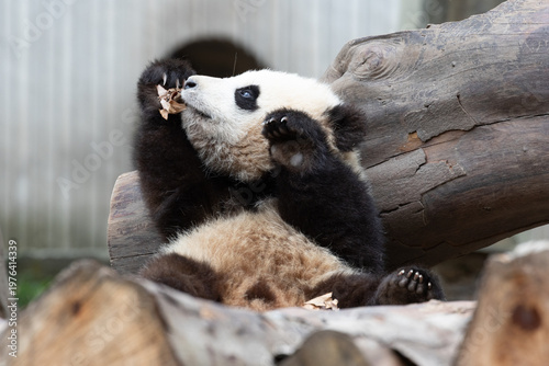 Giant Panda Cub Playfully Biting a Dry Leaf, Wolong Panda Base, China