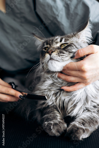 Maine coon cat receiving a professional grooming session, hands combing its long fur, focusing on pet care and hygiene