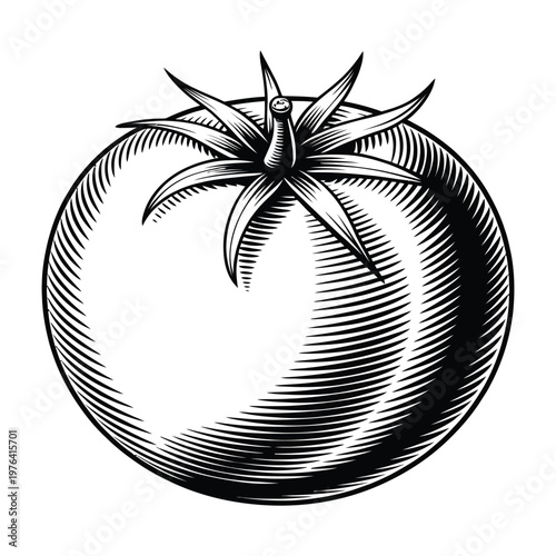 A detailed engraving of a ripe tomato showcasing intricate line work and shading silhouette