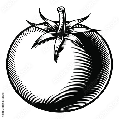 A detailed woodcut style illustration of a ripe tomato with visible stem and leaf structure silhouette