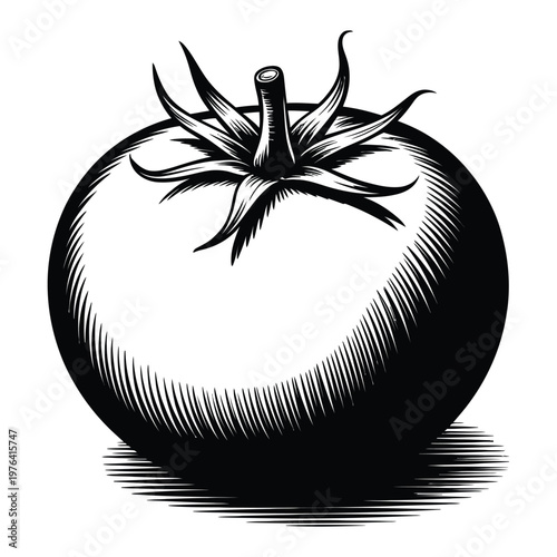 A dramatically lit detailed illustration of a ripe tomato with strong shading silhouette