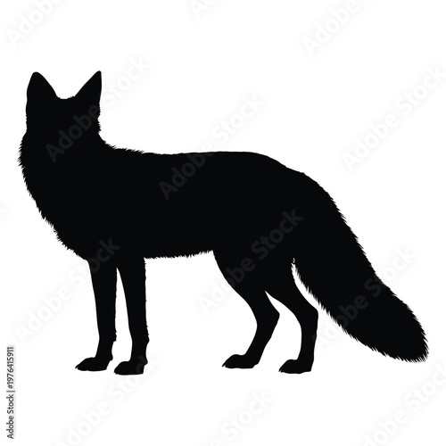 A striking black silhouette of a red fox standing alert showcasing its elegant form silhouette