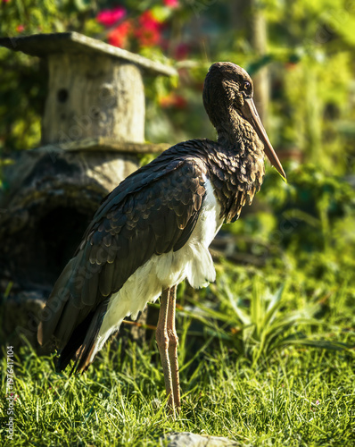 A heron bird stands in a natural environment. Portrait photo of a bird