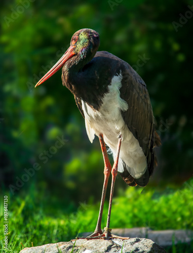 A heron bird stands in a natural environment. Portrait photo of a bird