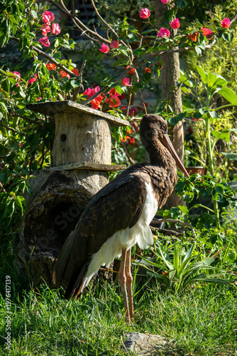 A heron bird stands in a natural environment. Portrait photo of a bird