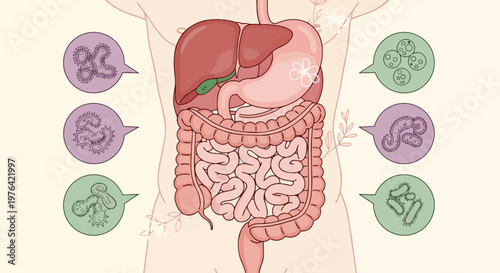 Human Digestive System Anatomy, Intestine Illustration, Medical Vector Diagram, Gut Health
