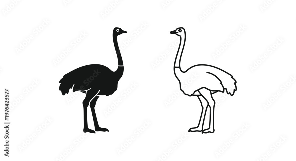 Obraz premium Ostrich Vs Emu Flightless Bird Comparison Guide Vector