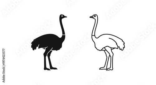 Ostrich Vs Emu Flightless Bird Comparison Guide Vector