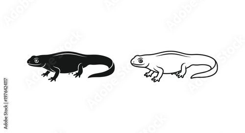 Salamander vs Newt Amphibian Comparison Guide Vector