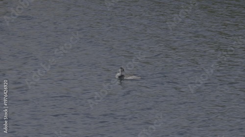 Wallpaper Mural Extended Clip of Clark's Grebe Swimming and Diving Torontodigital.ca