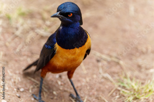 Close-up of a vibrant Hildebrandt's Starling on the ground in its natural habitat