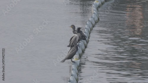 Wallpaper Mural Double-Crested Cormorants Drying Wings on Floating Boom Torontodigital.ca