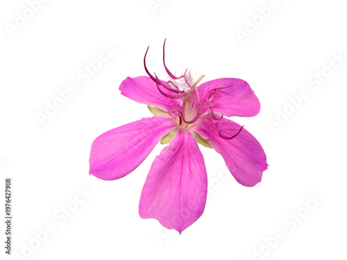 Purple and pink flowers of Tibouchina granulosa or Pleroma granulosum, also known as purple glory tree or princess flower and is native to Brazil. Cut out and isolated.