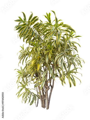 Leaves of Dracaena reflexa commonly called Indian song or pleomele. Planted in a large pot, decor. Cut out and isolated.
