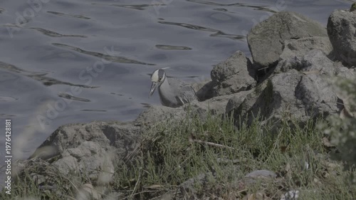 Wallpaper Mural Yellow-crowned Night Heron on Rocks Through Blurred Vegetation Torontodigital.ca