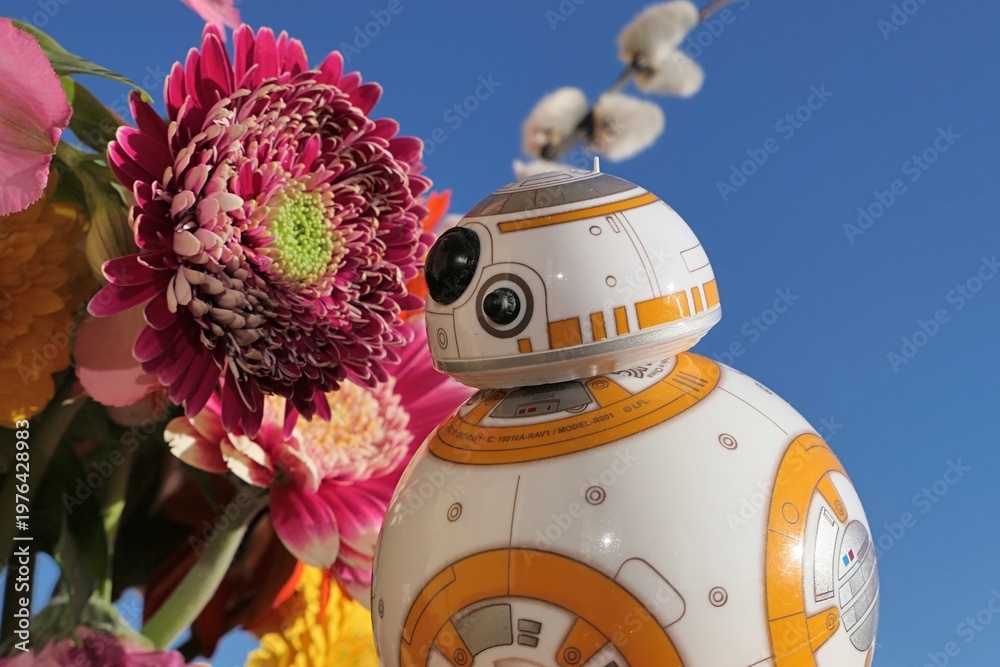 Fototapeta premium Star Wars model of spherical astromech droid robot BB-8 examining crimson red gerbera flower, catkins of white willow and clear blue skies in background.